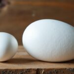 Poids du blanc d'œuf : quelle est la masse selon la taille de l'œuf ?