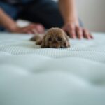 Larve d’anthrène du matelas : comprendre ses causes, reconnaître ses signes et adopter les meilleures solutions